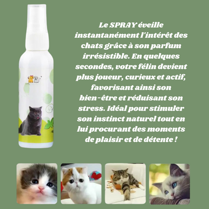 Le Spray Irrésistible pour Chats : Attirez, Amusez, Détendez !